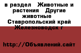  в раздел : Животные и растения » Другие животные . Ставропольский край,Железноводск г.